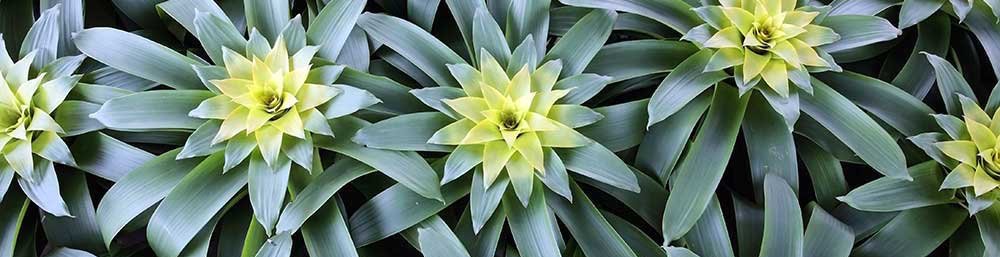 caring-for-bromeliads